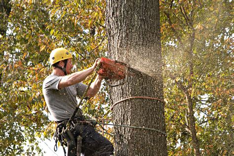 tree care cape coral fl|Tree Service .